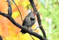 alabama state bird