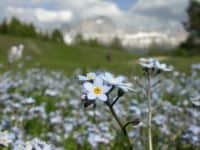 alaska state flower