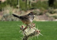 Catus Wren Arizona State Bird