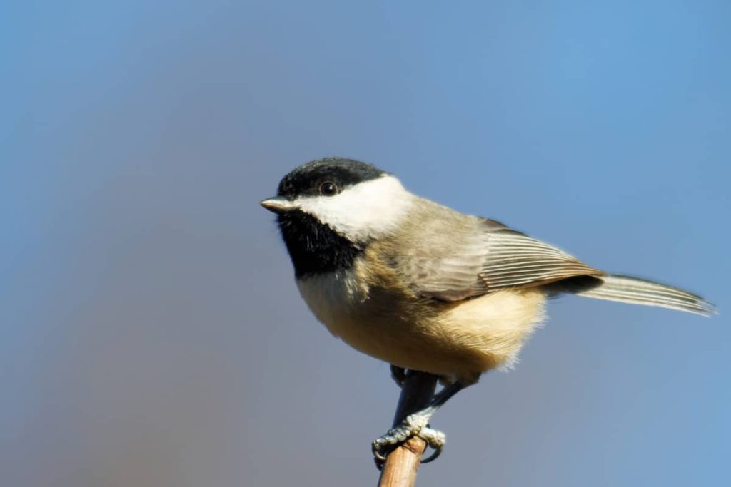 chickadee maine state bird