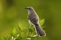 florida state bird