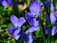 Illinois State Flower Violet.jpg