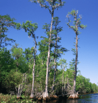 louisiana state tree