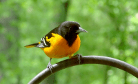 maryland state bird