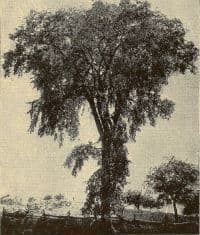 Maryland State Tree 1.jpg