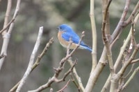 New York State Bird 2.jpg