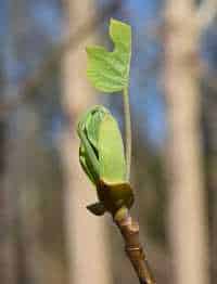 tennessee state tree