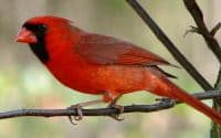 virginia state bird